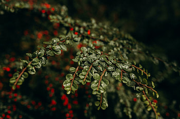 Plant branches, small leaves, nature, dew drops HD wallpaper