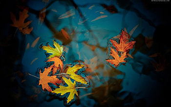 Plants, Water, Autumn, Leaves HD wallpaper