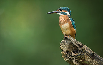 Kingfisher, animal, wood, bird HD wallpaper