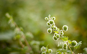 Flower, Plant, Macro, Greens, Colorful, Colourful HD wallpaper