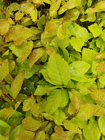 Nature, Leaves, Drops, Bush, Wet HD phone wallpaper