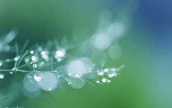 Drops, Macro, Glare, Shine, Light, Brilliance, Branch HD wallpaper