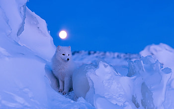 Arctic fox , Extensive collection, Diverse options, Variety of choices HD wallpaper