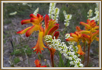 KANGAROO PAWS, PRETTY, NATURE, FLOWERS HD wallpaper