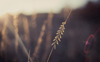 Grass, Macro, Shine, Light, Sheet, Leaf, Flight HD wallpaper