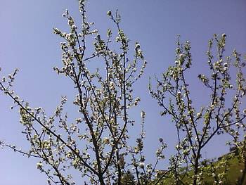 Branches, trees, sky, flowers, spring HD wallpaper