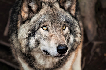 Gray Wolf, Grey wolf , Hintergrnde HD wallpaper