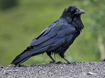 Alaska magazine, Raven stories, Bird, Nature HD wallpaper