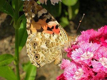 MORNING NECTAR, butterflies, gardens, pink, plants, insects, flowers HD wallpaper