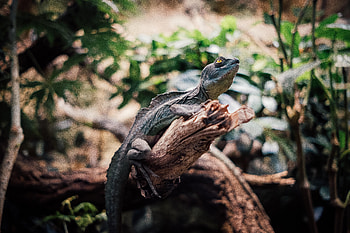 Animals, Branch, Animal, Reptile, Iguana HD wallpaper