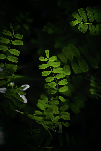 Leaves, Bush, Plant, Macro, Branches HD phone wallpaper
