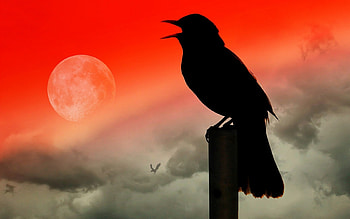 Lark song, black, bird, song, pasare, orange, summer, moon, fantasy, luna, silhouette HD wallpaper