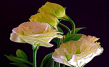 Caring For You, nature, flowers, lovely, caring HD wallpaper
