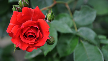 Plants, Flowers, Roses HD wallpaper