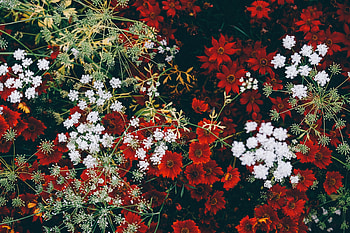 Flowers, Grass, Registration, Typography HD wallpaper