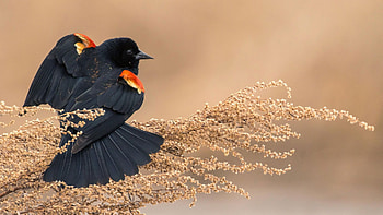 Common Blackbird, Striking red wing, Vibrant plumage, Feathery elegance HD wallpaper