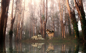 •ღ✿ღ•, animal, wild, wolves, jungl HD wallpaper