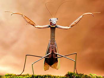 What A Pose, cool, graphy HD wallpaper