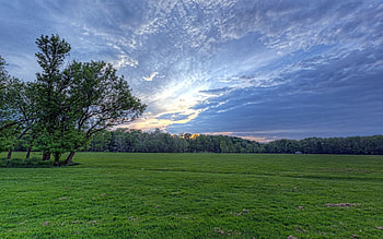 Nature, Grass, Sky, Clouds, Wood, Tree, Greens, Field, Evening, Meadow, Air HD wallpaper