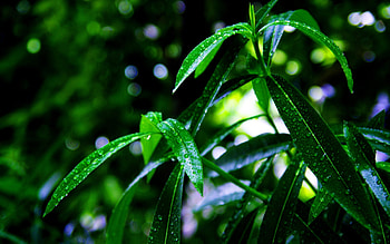 Plants, Grass, Drops HD wallpaper