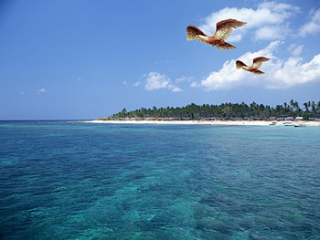 ocean_birds, nature, ocean HD wallpaper