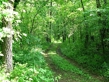 Happy Trails, trees, srubs, trail, green HD wallpaper