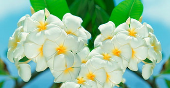 White Plumerias, BEAUTY, FLOWERS, NATURE, PLUMERIA HD wallpaper