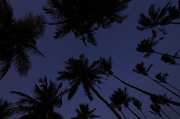Sky, Twilight, Palms, Top, Dark, Dusk, Tops HD wallpaper
