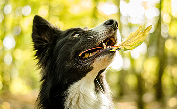 Animals, Dog, Muzzle, Sheet, Leaf, Playful HD wallpaper