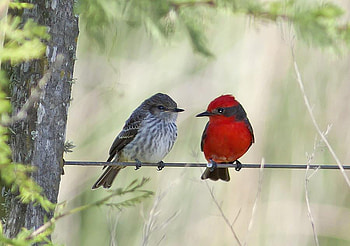 love birds, branch, birds, love, red, couple, nature HD wallpaper
