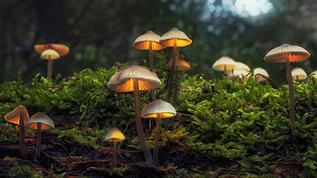 Beautiful of Toadstools in a Forest, toadstools, forest, moss, natue HD wallpaper