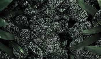 Intricate patterns of green leaves with white veins in a close-up view, perfect for nature backgrounds. HD wallpaper