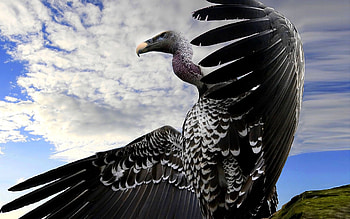 Animals, Wings, Wave, Sweep, Scavenger, Bird-Falling HD wallpaper