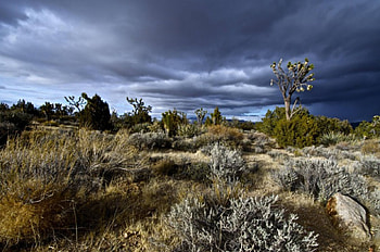 mojave desert, desert, nature, fun, field HD wallpaper
