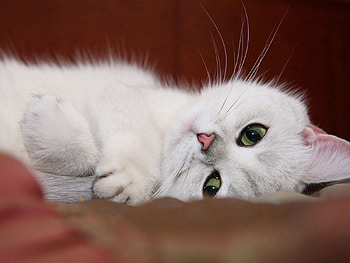 Funny, Animals, Cat, To Lie Down, Lie, Muzzle HD wallpaper