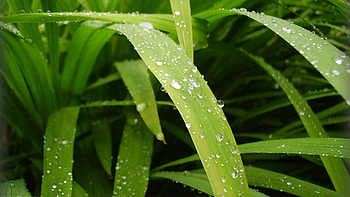 Plants, Leaves, Drops HD wallpaper