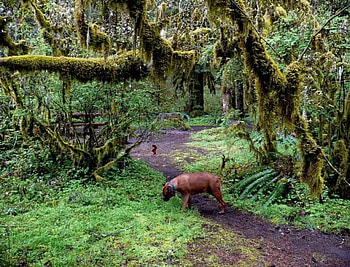 Where did I Put That Bloody Bone!!, bones, graphy, dogs, trees, jungle, overgrown HD wallpaper