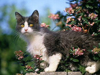 Animals, Flowers, Kitty, Kitten, Mindfulness, Attentiveness HD wallpaper