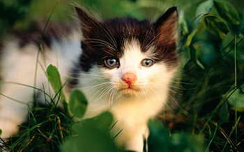 Cat in forest, sweet, animal, kitten, cat, pet HD wallpaper