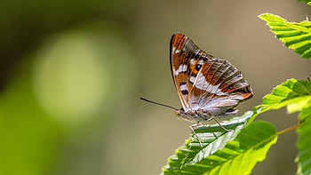 butterfly, animal, nature, insect HD wallpaper