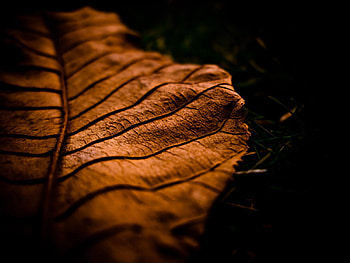 Dark, Brown, Sheet, Leaf, Shadow, Dry HD wallpaper