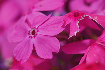 Pink, Flower, Macro, Phlox HD wallpaper