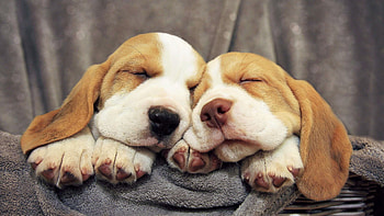 Siblings, Beagles HD wallpaper