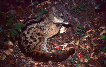 Cute civet cat, Adorable creature, Lovely mammal, Fascinating animal HD wallpaper
