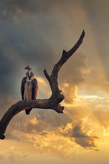 Animals, Sky, Feather, Bird, Predator, Vulture HD phone wallpaper