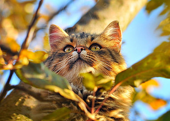 Cat, kitten, blue, kitty, cats, cute, beauty, animals, cat eyes, adorable, sweet, blue eyes, eyes, beautiful, cat face, pretty, love, face, lovely HD wallpaper
