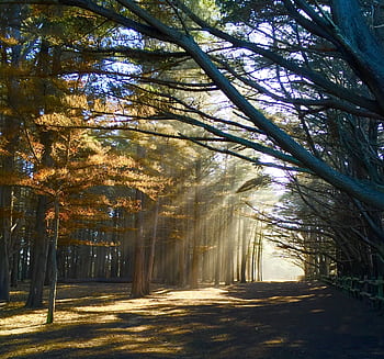 Mystical forest scene with sunlight streaming through trees and casting shadows. HD wallpaper