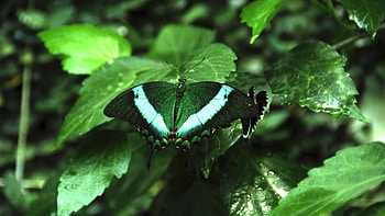 Green Black Design Butterfly On Green Leaf In Blur Background Butterfly HD wallpaper