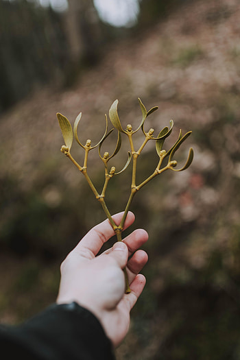 Leaves, Hand, Miscellanea, Miscellaneous, Branch, Stem, Stalk HD phone wallpaper