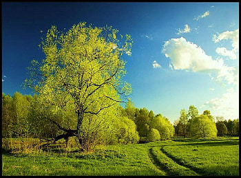 Road less taken, summer, green, grassy field, trees, tire trail, forest HD wallpaper